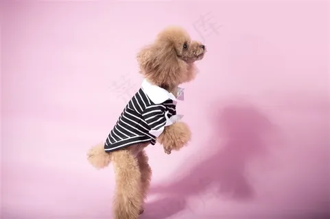 站立的泰迪犬 素材