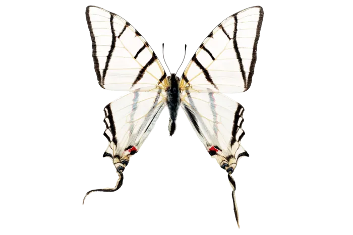 蝴蝶 彩蝶 花蝴蝶 动物 昆虫 免抠