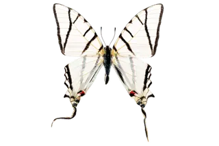 蝴蝶 彩蝶 花蝴蝶 动物 昆虫 免抠