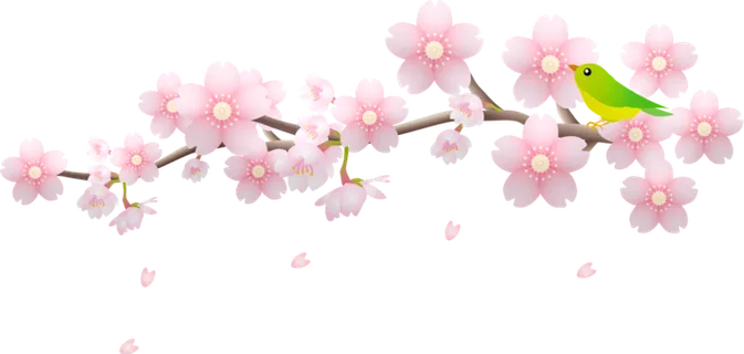 樱花 鸟 枝杈 花瓣 花朵 樱花店 盛开 开花