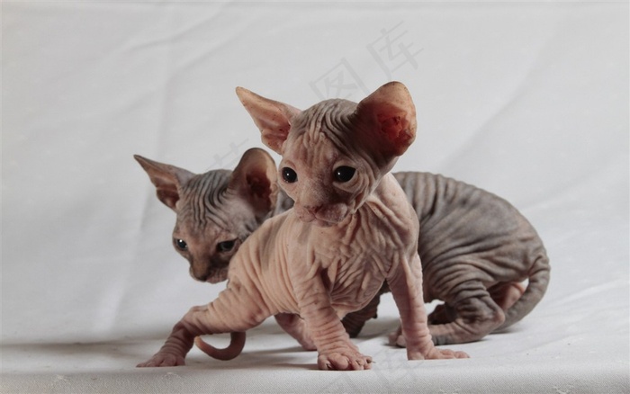 斯芬克斯无毛猫图片