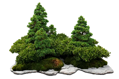 绿色 植物 装饰植物  免扣