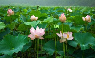 夏天荷花池荷叶清爽 ，夏至小暑大暑摄影图