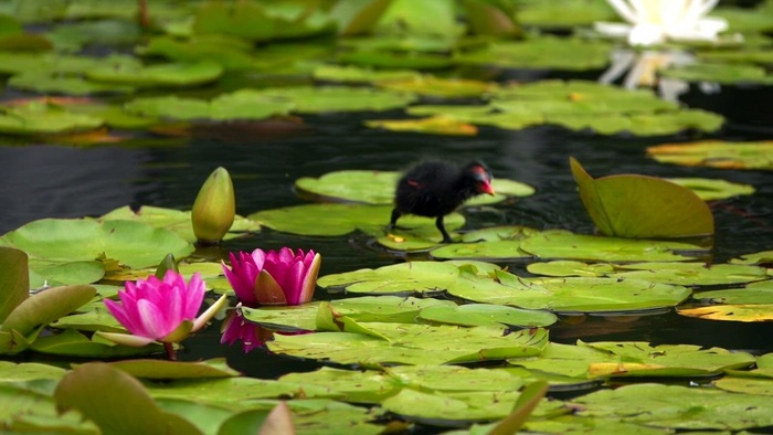 鸟在水中的树叶上行走