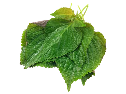 140紫苏超市商品白底图免抠实物摄影png格式图片透明底