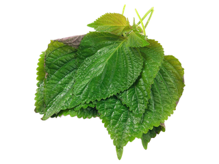 140紫苏超市商品白底图免抠实物摄影png格式图片透明底