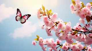 春天樱花树枝蝴蝶摄影图