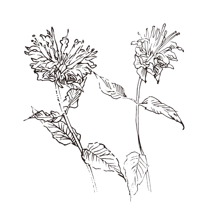 线条草本花卉手绘植物-香柠檬