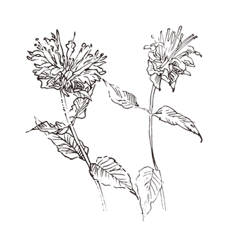 线条草本花卉手绘植物-香柠檬