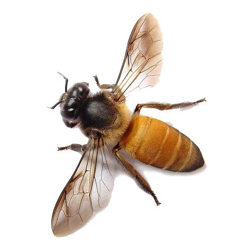 蜜蜂 PNG免抠(500x500)