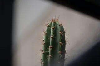 绿色仙人掌仙人球摄影素材