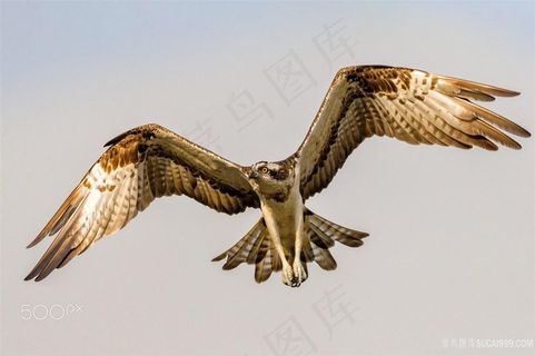 正面飞翔的老鹰鸟图片