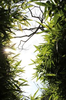 竹林风景仰视摄影