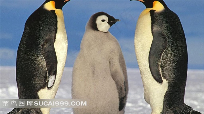 企鹅家庭摄影素材