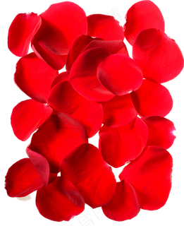 花瓣花朵免扣图片 