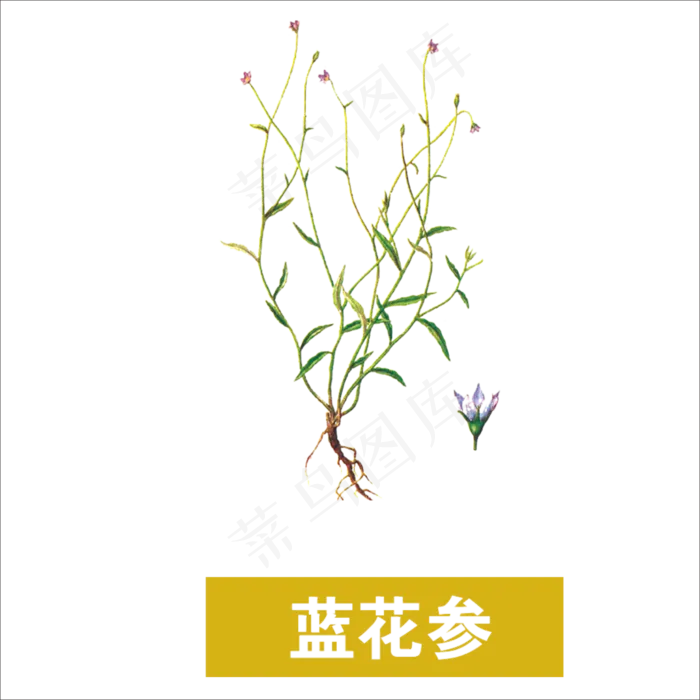 手绘草本中药蓝花参