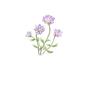 紫色浪漫风简约鲜花插画插图水墨油画海报背景图片素材