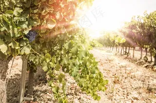 阳光下的葡萄藤高清摄影图片