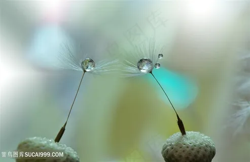 唯美水珠蒲公英鲜花图片 唯美水珠蒲公英鲜花图片