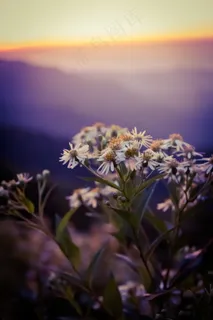 非主流雏菊花图片 非主流雏菊花图片