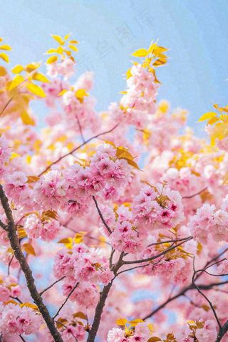 春天蓝天清新粉红桃花花朵树枝嫩叶，立春摄影图