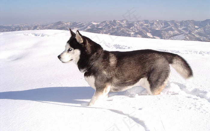 阿拉斯加雪橇犬图片