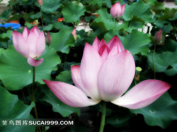 漂亮的荷花摄影