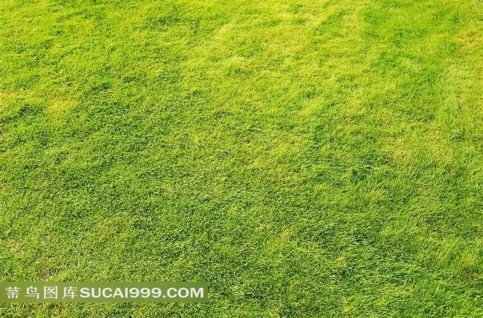 黄绿色草原青草草地高清图片
