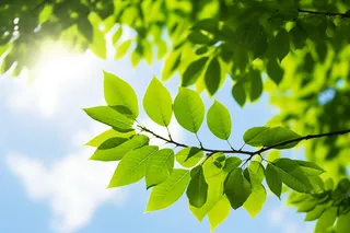 蓝天白云阳光下的绿叶植物树枝摄影图