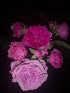 晚上盛开的月季