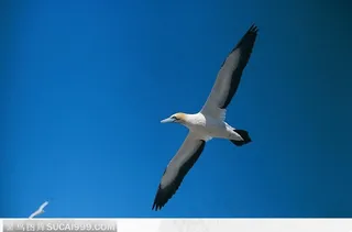 蓝天下的鹰（飞翔）