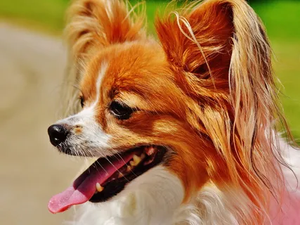 纯种蝴蝶犬图片 纯种蝴蝶犬图片