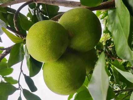 家里的柚子树,入口清香,自带微苦,回味甘甜 家里的柚子树,入口清香,自带微苦,回味甘甜