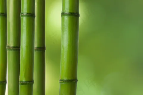 绿竹图片 绿竹图片
