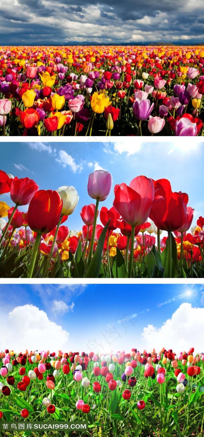 郁金香鲜花花田摄影素材