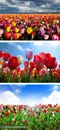 郁金香鲜花花田摄影素材