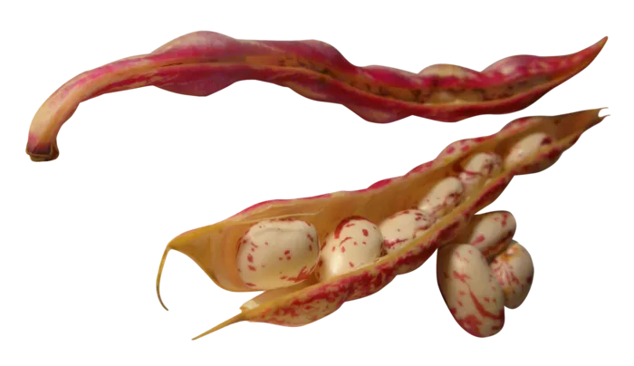 红豆豆子蔬菜