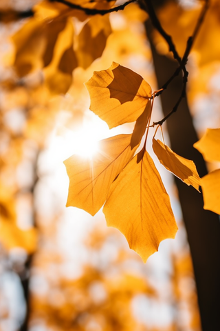 秋天阳光透过黄色的树叶光影摄影图
