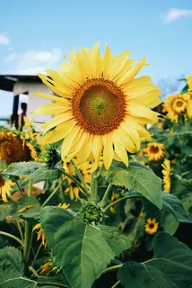 黄色向日葵摄影素材