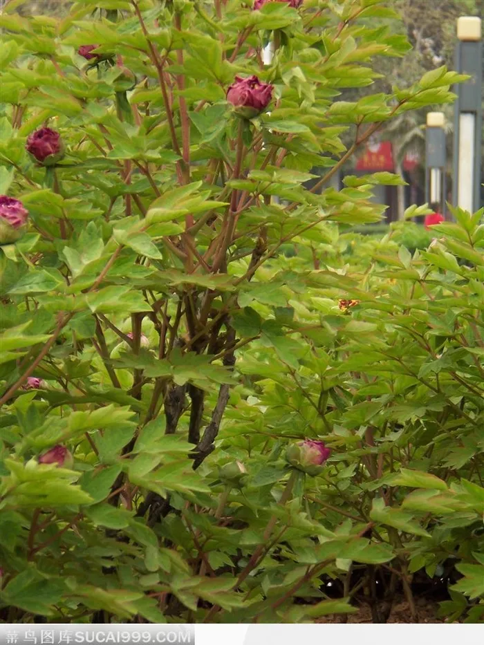 国花牡丹 洛阳牡丹花苞叶子特写