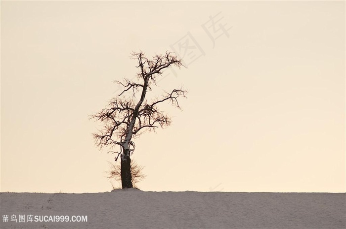 一颗孤独沙漠中的树
