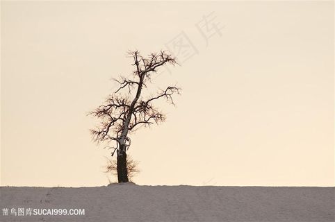 一颗孤独沙漠中的树