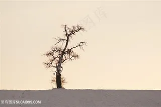 一颗孤独沙漠中的树