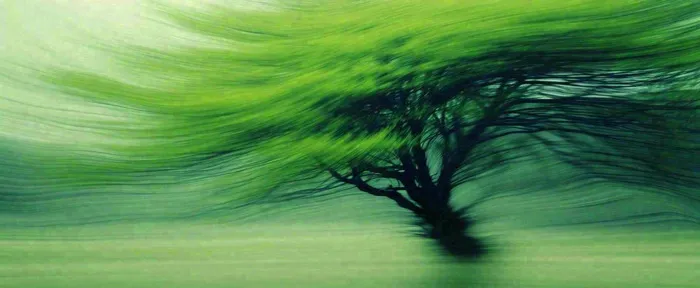 绿色植物树木绚丽虚幻背景(1712x704)