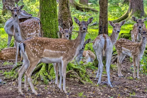 森林一群小鹿图片