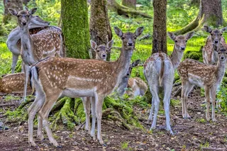 森林一群小鹿图片