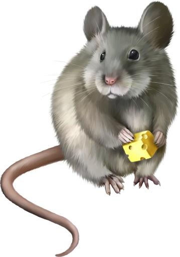 鼠标 PNG 图像免抠(2626x3736)