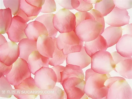 粉玫瑰花花瓣壁纸 粉玫瑰花花瓣壁纸