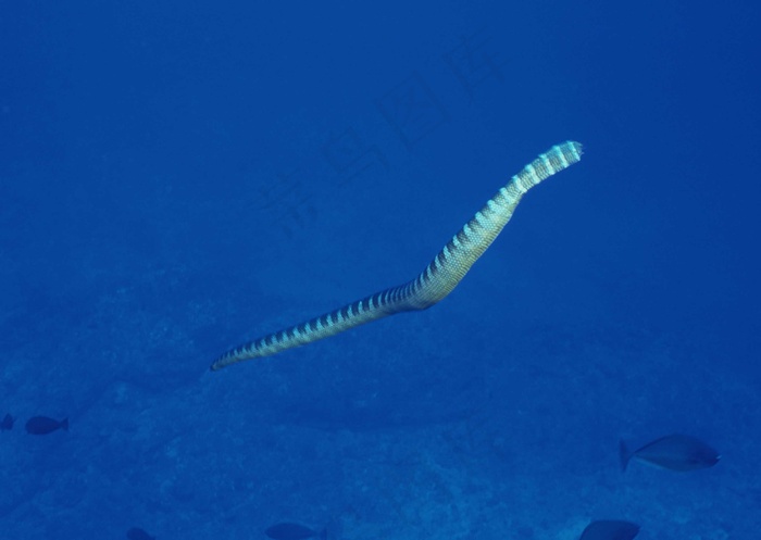 海底世界 385