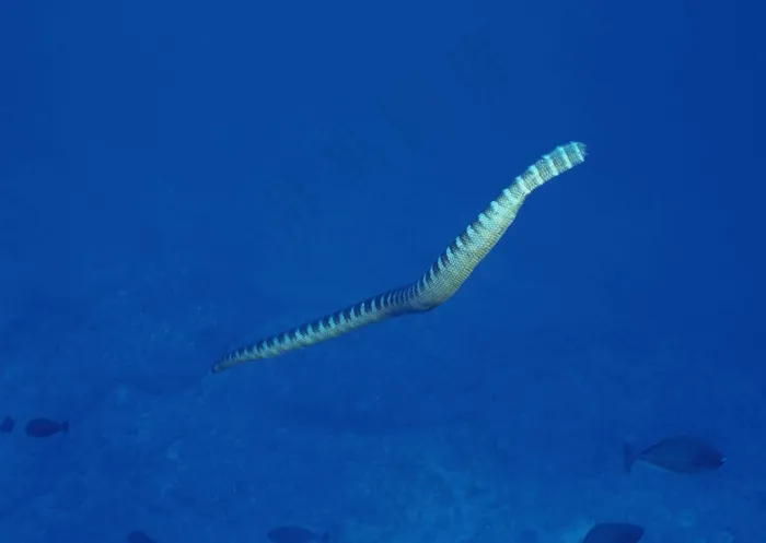 海底世界 385